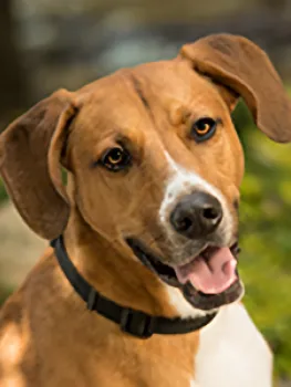 Photo of Toby, K-9 Embassador of Methodist Hospital Foundation